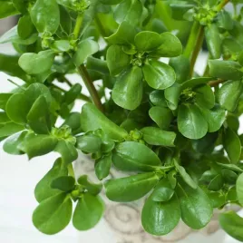 portulaka-warzywna-nasiona-05g-plantico-idealna-do-slatek