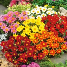 dalia-karlowa-miniatura-mieszanka-0-5g