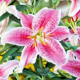 lilia-orientalna-stargazer-rozowo-biala-bulwa-klacze-cebule-pachnie