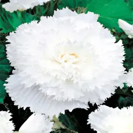 begonia-strzepiasta-fimbriata-biala-1-szt