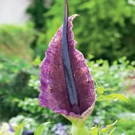 dracunculus-vulgaris-1szt-lilia-smocza-cebulki-bulwa-klacze