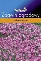 zagwin-odmiana-whitewall-gem-o-bladorozowych-nasio