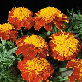 aksamitka-orange-flame-1g-dwu-kolorowa-nasiona-doskonala-a-rabaty