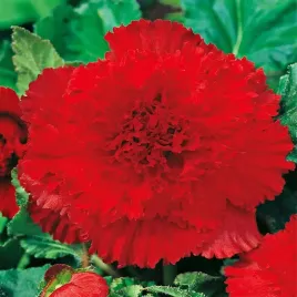 begonia-strzepiasta-fimbriata-czerwona-1-szt-bulwa-klacze-cebule-kwiatowe