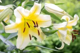 lilium-lilia-orientalna-conca-d-or-zolta-1szt-bialo-zolta-pachnaca-cebule