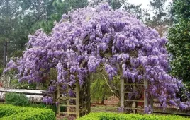 wisteria-glicynia-chinska-sadzonka-xxl-kwitnaca