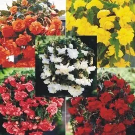 begonia-zwisajaca-pelna-mix-3-szt-cebul