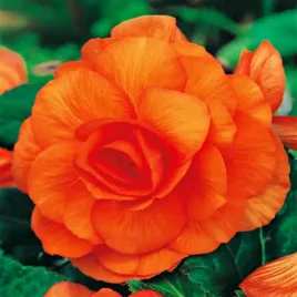 begonia-pelna-podwojna-pomaranczowa-1szt-bulwa-klacze-xxl
