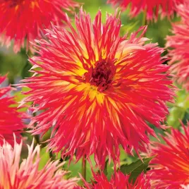 sadzonki-dahlia-strzepiasta-dalia-karen-1szt-278