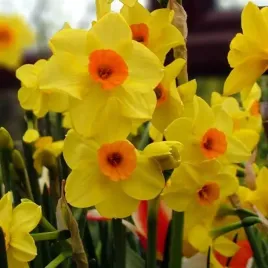 narcyz-hoopoe-klasyczny-o-zoltych-platkach-na-wiosenne-rabaty-5szt-cebulki