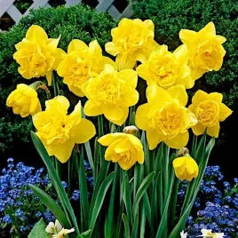 narcyz-dick-wilden-5-szt-cebulki-137-xxl