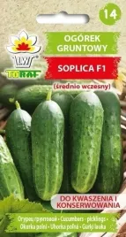 ogorek-soplica-5g-nasiona-toraf-plenny-owocuje-do-poznej-jesieni-wczesny