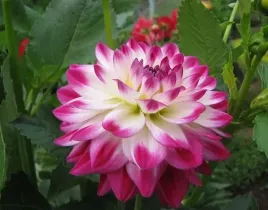 dalia-uncle-henkey-rozowo-biala-sadzonki-1szt-klacze-atrakcyjne-kwiaty-dali