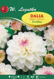 dalia-kulista-ewelina-bialo-rozowa-1szt-l10