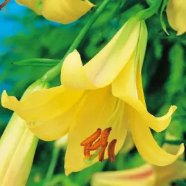 lilium-lilia-trabkowa-golden-splendour-1szt-w401