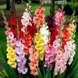 gladiolus-mieczyk-mieszanka-mix-kolorow-i-odmian-10-szt-cebulki-kwiatowe