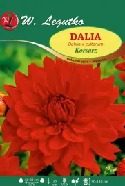 dalia-dalie-wysoka-dekoracyjna-korsarz-1-szt-018