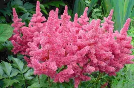 tawulka-japonska-astilbe-america-rozowa-1szt-w210