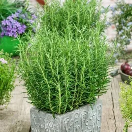 rozmaryn-rosmarinus-officinalis-nasiona-ziol-01g-armatyczny