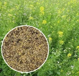 mp-1-poplon-gryka-gorczyca-rzodkiew-oleiska-miododajna-szybko-rosnaca-1kg