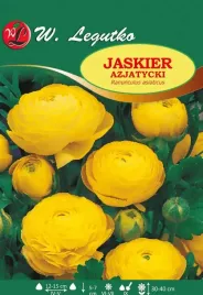ranunculus-jaskier-azjatycki-zolty-10szt-l57