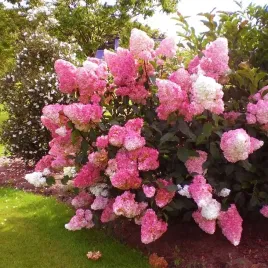 hortensja-dwukolorowa-vanille-fraise-sadzonka-xxl