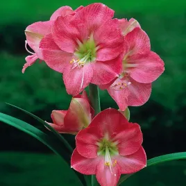 hippeastrum-amarylis-rozowy-susan-1-szt-cebula