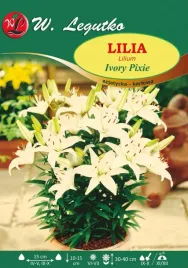 lilia-azjatycka-ivory-pixie-kremowa-azjatycka-bulwa-sadzonka-pachnaca-1szt
