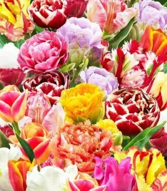 tulipan-strzepiasty-mix-kolorow-25-ceb-xxl-zestaw-cebule