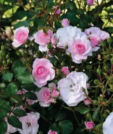 roza-rabatowa-rozowa-pachnaca-sadzonka-ladna-zdrowa