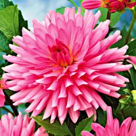 dalia-ogrodowa-kaktusowa-zefir-rozowa-1szt-013