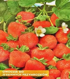 truskawka-tresca-bardzo-plenna-nasiona-caly-rok-wczesna-slodka-smaczna