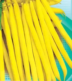 fasola-szparagowa-karl-zoltostr-elektra-nasiona-bardzo-wczesna