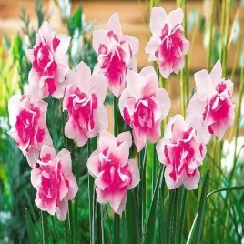 narcyzy-narcyz-pelny-replete-5-szt-cebulki-kwiatowe-mix-kolorow