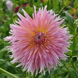 dahlia-strzepiasta-dalia-shaggy-chic-1szt-278