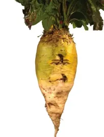 burak-pastewny-jednokiel-syriusz-bis-025kg