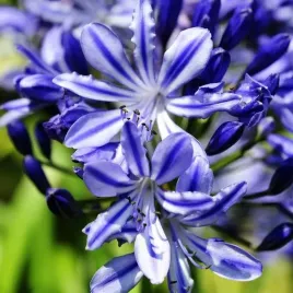 agapanthus-agapant-afrykanski-niebieski-1-szt-sadzonka-w-doniczce-zdrowa