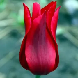 tulipan-lilioksztaltny-pieter-de-leur-5-szt-czerw