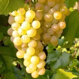 winorosl-iza-zaliwska-jasna-truskawkowy-smak-1l