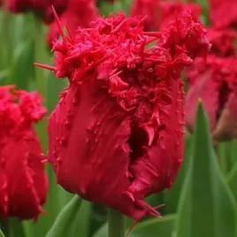 tulipan-strzepiasty-czerwoy-barbados-5szt-cebulki-xxl-zestaw-cebule