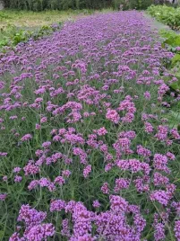 werbena-patagonska-przyciaga-motyle-sadzonka-piekna-zdrowa-sadzonka