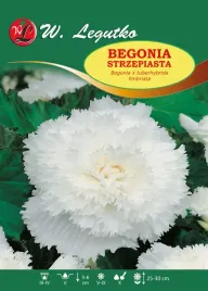 begonia-bulwiasta-strzepiasta-biala-1szt-bulwa-klacze-cebule-kwiatowe
