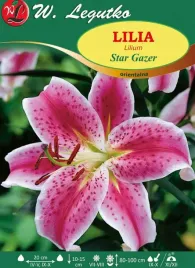 lilia-orientalna-star-gazer-czerwono-roz-1szt-l33
