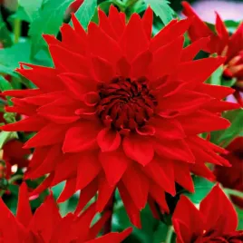 sadzonka-dahlia-strzepiasta-dalia-helga-1szt-278