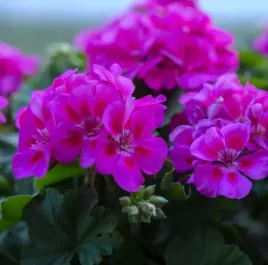 pelargonia-fioletowa-f1-rabatowa-10nas-balkon