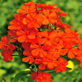 phlox-plomyk-wiechowaty-pomaranczowy-1szt-sadzonki-bulwa-klacze