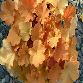 heuchera-zurawka-cappuccino-sadzonki-1szt-243