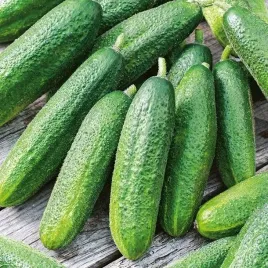 ogorek-partner-f1-2-g-l-samopylny-partenokarpiczny-odporny-na-wirusy