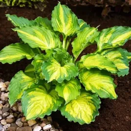 hosta-funkia-lakeside-paisley-print-cebulka-1-szt-zolto-zielona-klacze