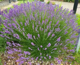 lawenda-waskolistna-sadzonki-hidcote-blue-strain-wieloletnia-sadzonka-05l